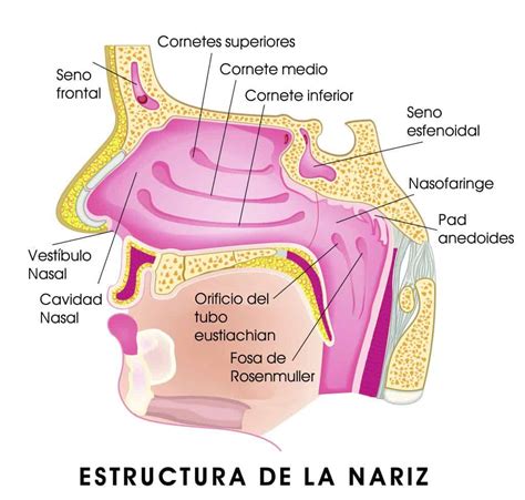 nariz anatomia-1